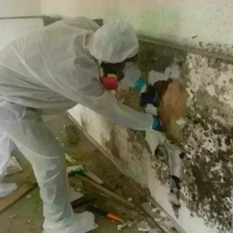 Mold Remediation and Removal in Oakdale, LA